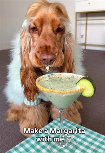 Make a Magarita with Princess Penny 🍸💚💃 Only 3 ingredients!!! All ingredients are dog friendly and safe 🫶🏼 #puppy #dogsofttiktok #asmr #asmrsounds #cockerspaniel