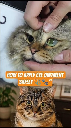 How to Apply Eye Ointment Safely 🩺🐾 #animalrescue #cat