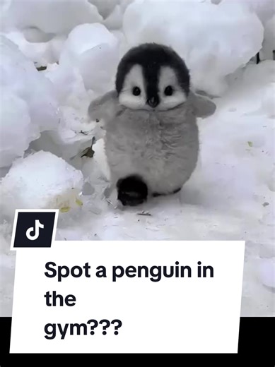 today is! national take a walk outside day and... penguin awareness day 🐧 you prob won't see a penguin today. So, let me show you how to spot one in the gym...#walk #gym #fitness #penguin #exercise