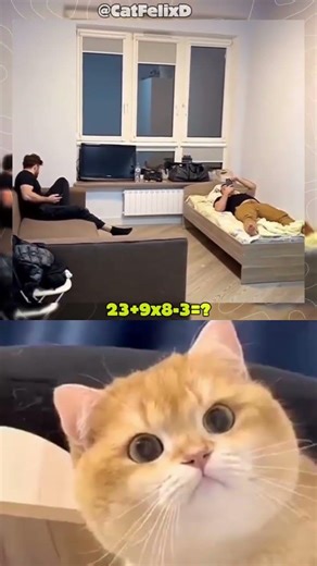 BROO🙀😹 wait for end😹 you not expect this 🙀😹#cat #funny #trending #shortfeed