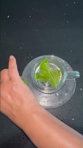 Mulberry tea benefit /how to make Mulberry tea from fresh ￼
