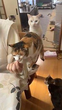 #住職の朝ごはん 鯵の南蛮漬け めかぶ 明太子トマト ごはんとえのきとワカメと切り干し大根の味噌汁 #猫 #猫のいる暮らし #那須の長楽寺