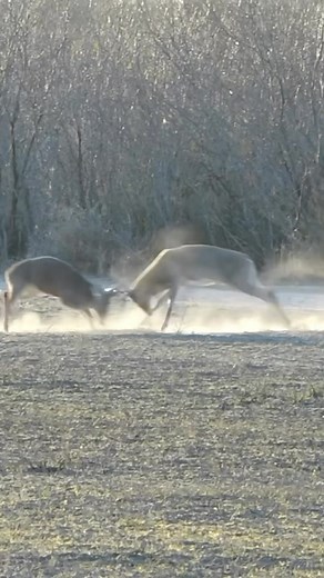 Epic whitetail fights #deer #fight | Fishing & Hunting Texas | Facebook