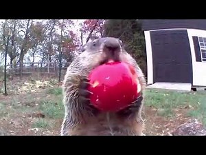 Groundhog steals farmer's crop and eats it in front of his security camera