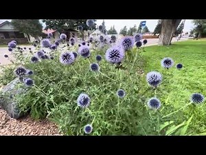 Echinops Bannaticus - "Blue Glow Globe Thistle"