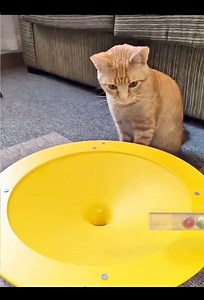 That was a rich people laugh at the golf course 👌😹 | Sleepy Cats