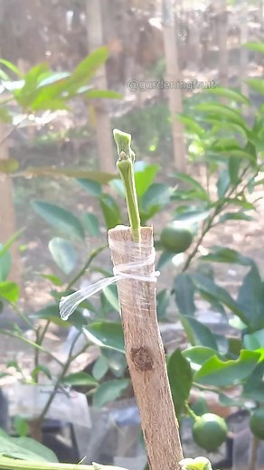 guava grafting technique and plant care #guavatree #grafting #farmfruit | GardeningFruit