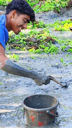 Techniques for catching large-sized takiya fish using tape pond irrigation 2026