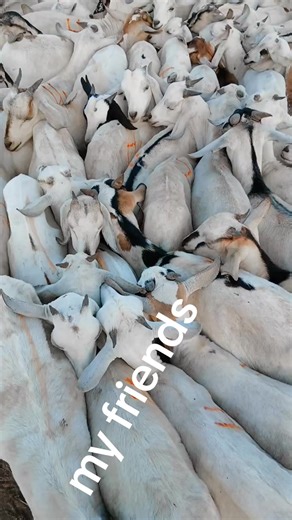 Sadam Ibrahim (@sadam.ibrahim54)’s video of friends