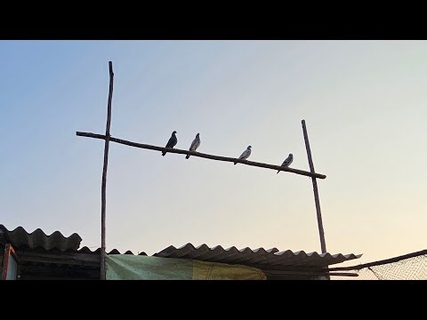 🔴🕊 welcome to my pigeon loft dosto 🕊🔴