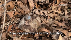 The Saint Louis Zoo Institute for Conservation Medicine team recently started their spring health checks of box turtles in Forest Park. As the turtles wake from their winter period of brumation (the reptile form of hibernation), the researchers are able to locate them using radio telemetry methods. The turtles in the study wear a tracking device on their shells. Turtles know spring is in the air and they are just now emerging from their comfortable hibernaculums. These shelters under the grass, 