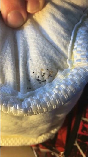 I Finally Found Where the Bed Bugs Were Hiding