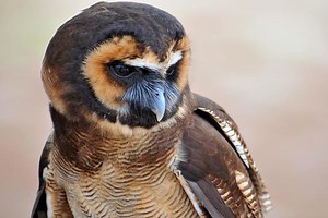Brown wood owl - Alchetron, The Free Social Encyclopedia