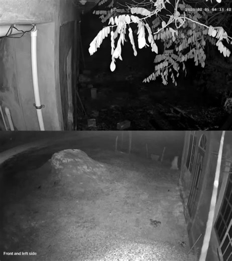 Another chilling camera video, 📍 Caledonia Village, Corozal District Something emerges on all fours—low, unnatural, watching the light. As it moves closer… the shape doesn’t stay the same. What crawls no longer crawls. ⏰ 4:30 AM — when most people are asleep 📍 Caledonia Village, Corozal District Reposted from Hazael Requena | Belize Live News