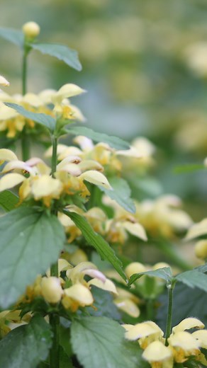Plant highlight time! Today I’m showing one of MY favorite groundcovers for large areas. Lamiastrum ‘Arch Angel’ 💚 hardiness zone 4-9 💚 evergreen to semi evergreen leaving large areas with winter interest and protection. 💚 loves shade to part shade, can tolerate most soil conditions. 💚Naturlizes quickly… making it great for large areas and beds… I wouldn’t recommend for a small yard or garden (try another variety called Herman’s Pride for smaller areas). 💚Grows about 12 inches tall (taller 