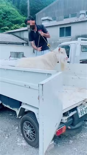 この投稿で思い出したので、知識としてまとめておきます📝ハラール対応食肉処理について2014年特定活動に「ハラール牛肉生産」ビザ創設テルさん⬇️https://t.co/ITjHibU1qh※日本にハラール認証処理場は1桁代(2024年資料8ヶ所)日本のハラール対応屠殺場の多くの施設での一般的な流れ① 搬入・待機・牛や羊などを施設に搬入・興奮させないように静かに管理② スタンニング（気絶処理）・ボルトガンなどで一時的に気絶させる👉 この時点では“死んでいない状態”が条件③ 宗教作法（祈り）・ムスリムの作業者が・「アッラーの名において」などの言葉を唱える④ 喉を切る（ハラールの核心）・気管・食道・頸動脈などを一気に切る👉 ここがハラール成立の中心工程⑤ 放血・血をしっかり抜く・逆さに吊るして排出⑥ その後の処理・解体・検査・加工へ・日本の食品衛生基準に沿って処理アニマルウェルフェアと輸出用ハラール認証食肉処理施設マップ(引用元)⬇️※さらにその引用元に、はびぶさんの日本のハラール屠殺場のポストがあります