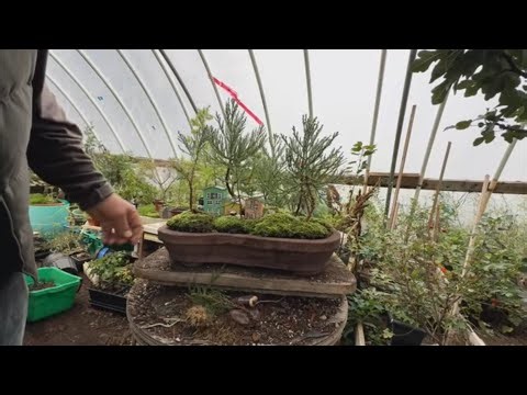 bonsai work on my giant sequoia trees