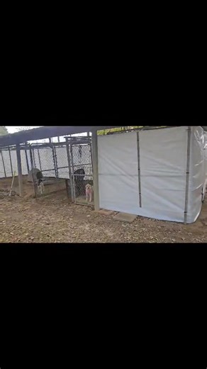 Another view of the work today. | Georgia Jack Russell Rescue