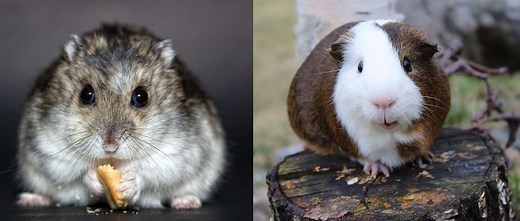 Hamster, cobaye, cochon d’Inde : quelle différence ?
