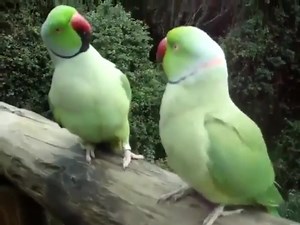 1.4M views · 10K reactions | “I have problems understanding their accent maybe you can translate it.... | The World Of Awesome Pictures | Facebook