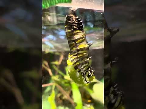 Monarch caterpillar molting into chrysalis. Full episode. Try 4x speed!