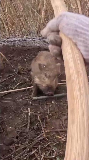 【狩猟】イノシシ猟の現場｜有害獣対策の記録３