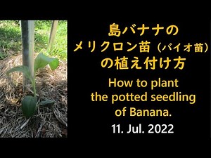 島バナナのメリクロン苗（バイオ苗）の植え付け方 How to plant the potted seedling of Banana