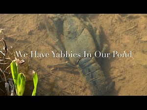 We Have Yabbies In Our Pond