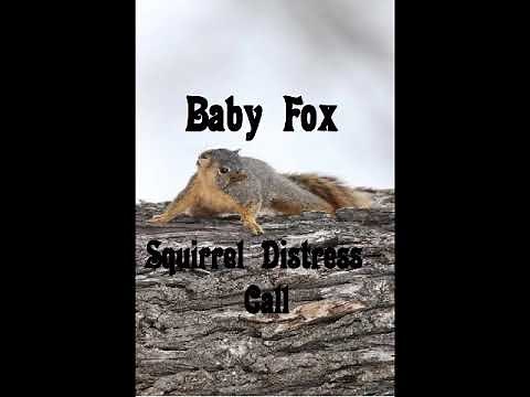 Baby Fox Squirrel Distress Call