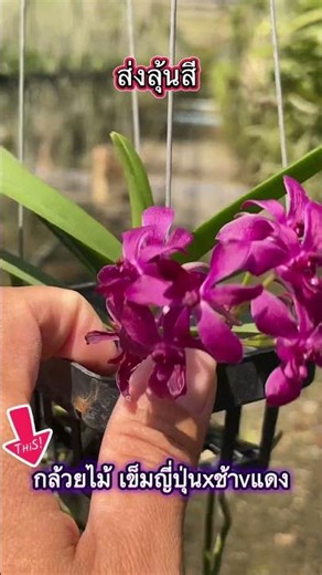 กล้วยไม้ เข็มญี่ปุ่นxช้าvแดง #orchid #ขุนเขาการ์เด้น #flowers #garden #กล้วยไม้ #ยอดฮิต