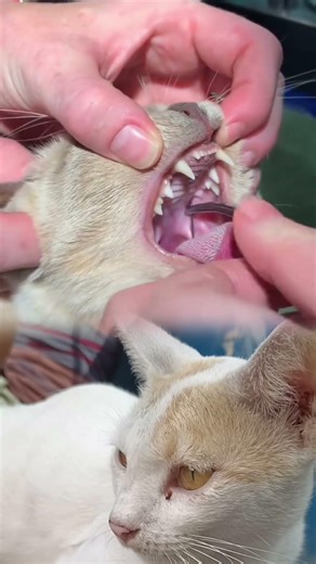 Kitten Mouth Needle Removal 😿💉 | Careful Vet Rescue #animalrescue #cat