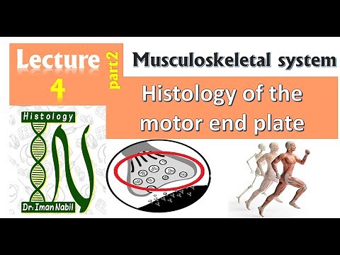 4b-Histology of the motor end plate-Muscular tissue