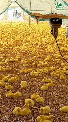 Raising ducks with straw bedding and a gas brooder is a 100% better method.