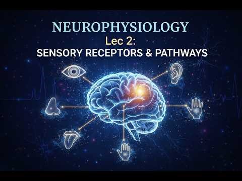 Neurophysiology Lec2 | Sensation II Muscle Spindle and GTO