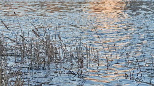 Typha have a variety of common names, as bulrush, reedmace, reed, cattail, punks, cumbungi, raupo, including some sedges in Scirpus and related genera.