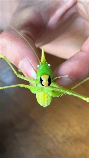 Type of katydids part 11 #insects