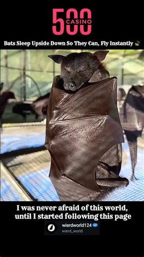 wierd_world | A bat is a truly fascinating animal, holding the distinction of being the only mammal capable of true and sustained flight. ​Here are the... | Instagram