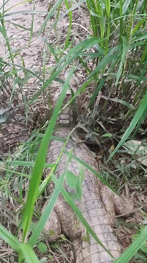 Close-Up Look at a Crocodile in Its Natural Habitat