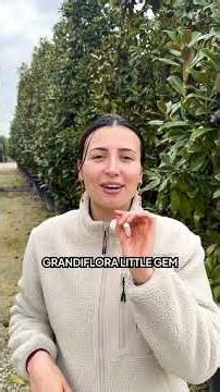 Magnolia Grandiflora: the ideal tree for a natural hedge