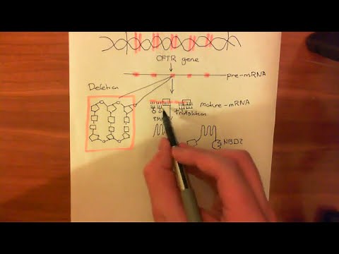Cystic Fibrosis - ∆F508 mutation of CFTR