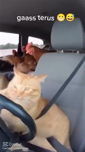 Cat Driving with Dogs 😂🐱🚗 | Funny Animals Shorts
