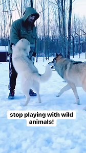 #wolves #wolf #wildanimals #animals #wolfpack | Wildlifetobe