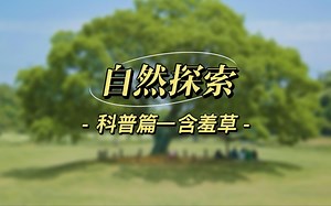 含羞草小科普