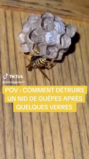 Comment détruire un nid de guêpes efficacement... 🙃😂