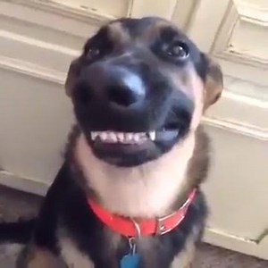 Maybe the greatest pet video compilation ever! | Adorable Animal Videos