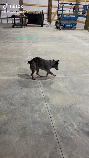 I have never seen a dog that dizzy😂