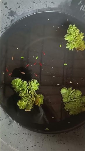 Full Red Guppy // Guppy Fish Malayalam // Guppy Malayalam// Guppy Breeding// Guppy