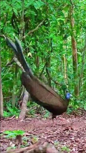 Unreal Feather Display! Argus Pheasant’s Secret to Love