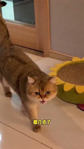 Can't Stop Snacking? Watch This Fat Cat's Diet Transformation