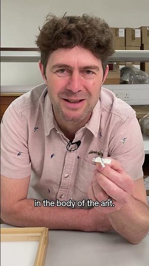 The fungus that turns ants into zombies #NHM #Cordyceps #MindControl